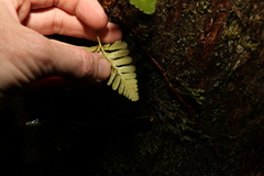Davallia repens