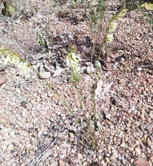 Tripterococcus brunonis