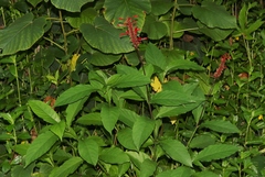 Odontonema cuspidatum