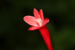 Odontonema cuspidatum