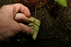 Davallia repens