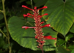Odontonema cuspidatum