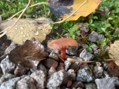 Hydnangiaceae