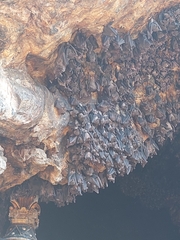 Rousettus amplexicaudatus