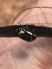 Choerocoris grossi