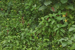 Odontonema cuspidatum