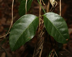 Ichnocarpus frutescens