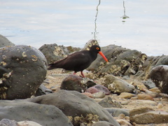 Haematopus fuliginosus