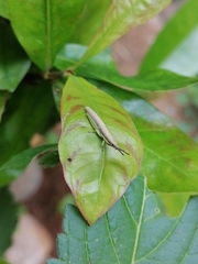 Neorthacris