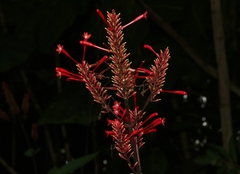 Odontonema cuspidatum