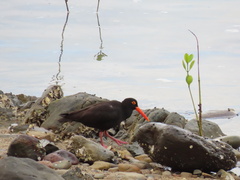 Haematopus fuliginosus