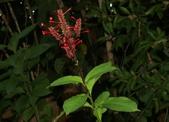 Odontonema cuspidatum