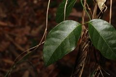 Ichnocarpus frutescens