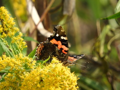 Vanessa indica