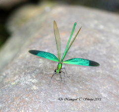 Neurobasis chinensis