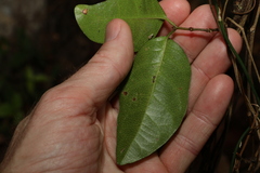 Ichnocarpus frutescens