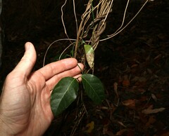 Ichnocarpus frutescens