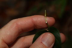Ichnocarpus frutescens