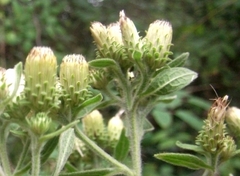 Pentanema squarrosum