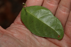 Ichnocarpus frutescens