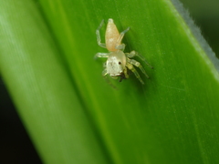 Epocilla
