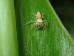 Epocilla