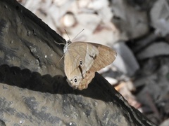 Lethe sicelis