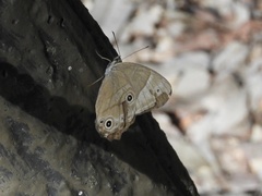Lethe sicelis