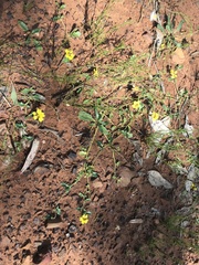 Goodenia glabra