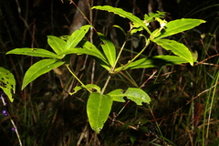 Myrsine subsessilis