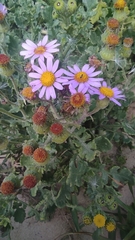 Aster