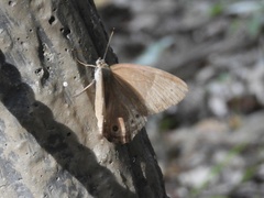 Lethe sicelis