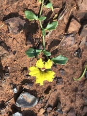 Goodenia glabra