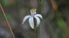 Caladenia gracilis