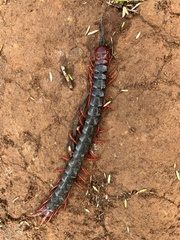 Cormocephalus nitidus