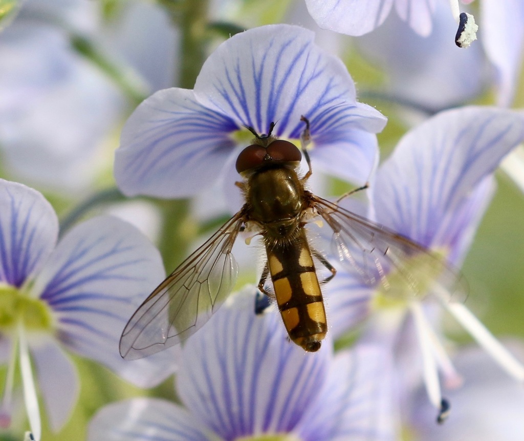 Platycheirus manicatus