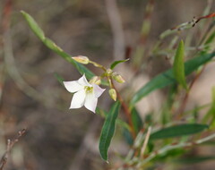 Billardiera cymosa