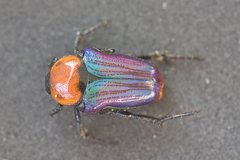 Leucocelis amethystina