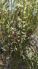 Leptomeria drupacea