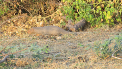Urva auropunctata