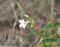 Billardiera cymosa