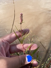 Desmanthus illinoensis