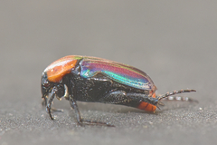 Leucocelis amethystina