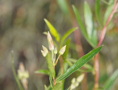 Billardiera cymosa