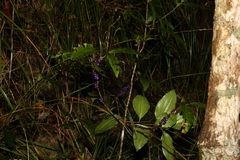 Myrsine subsessilis