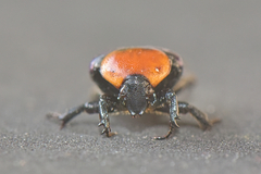 Leucocelis amethystina