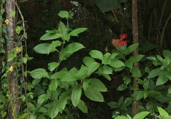 Odontonema cuspidatum