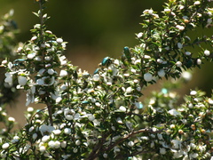 Leptospermum continentale