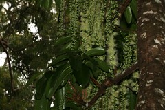 Barringtonia calyptrata