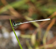 Agriocnemis lacteola